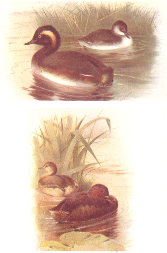 BRITISH BIRDS. Black-necked, Little Grebe (Summer and Winter) . THORBURN 1925
